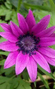 Preview wallpaper anemone, petals, flower, purple, macro