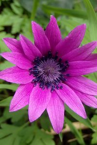 Preview wallpaper anemone, petals, flower, purple, macro