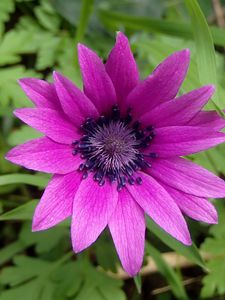 Preview wallpaper anemone, petals, flower, purple, macro