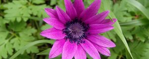 Preview wallpaper anemone, petals, flower, purple, macro