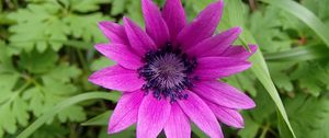 Preview wallpaper anemone, petals, flower, purple, macro