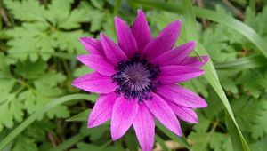 Preview wallpaper anemone, petals, flower, purple, macro