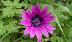 Preview wallpaper anemone, petals, flower, purple, macro