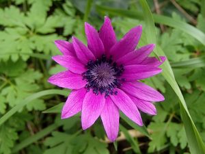 Preview wallpaper anemone, petals, flower, purple, macro