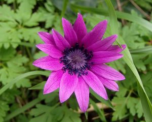 Preview wallpaper anemone, petals, flower, purple, macro