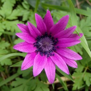 Preview wallpaper anemone, petals, flower, purple, macro