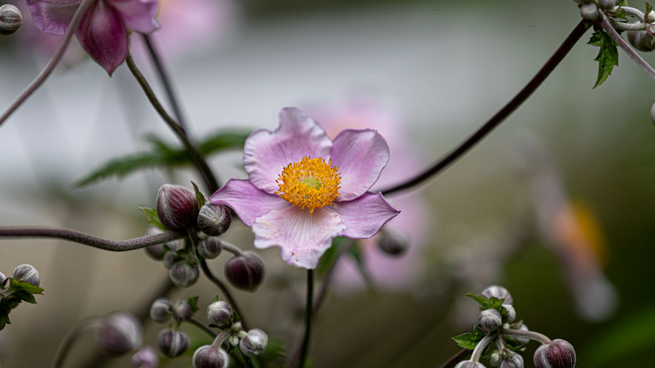 Wallpaper anemone, petals, flower, macro, spring, purple