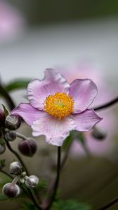 Preview wallpaper anemone, petals, flower, macro, spring, purple