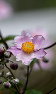 Preview wallpaper anemone, petals, flower, macro, spring, purple