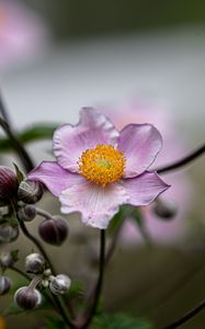 Preview wallpaper anemone, petals, flower, macro, spring, purple