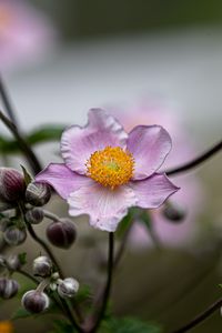 Preview wallpaper anemone, petals, flower, macro, spring, purple