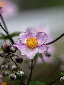 Preview wallpaper anemone, petals, flower, macro, spring, purple