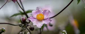 Preview wallpaper anemone, petals, flower, macro, spring, purple