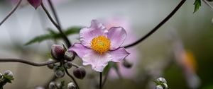 Preview wallpaper anemone, petals, flower, macro, spring, purple