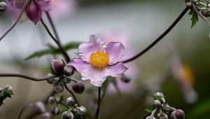 Preview wallpaper anemone, petals, flower, macro, spring, purple