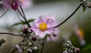 Preview wallpaper anemone, petals, flower, macro, spring, purple