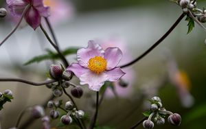 Preview wallpaper anemone, petals, flower, macro, spring, purple