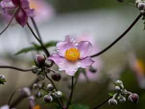 Preview wallpaper anemone, petals, flower, macro, spring, purple