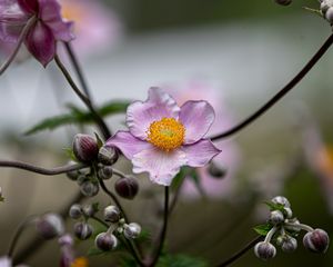 Preview wallpaper anemone, petals, flower, macro, spring, purple