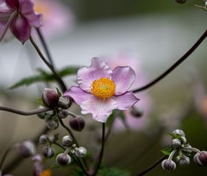 Preview wallpaper anemone, petals, flower, macro, spring, purple