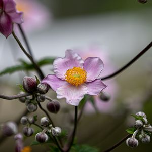 Preview wallpaper anemone, petals, flower, macro, spring, purple