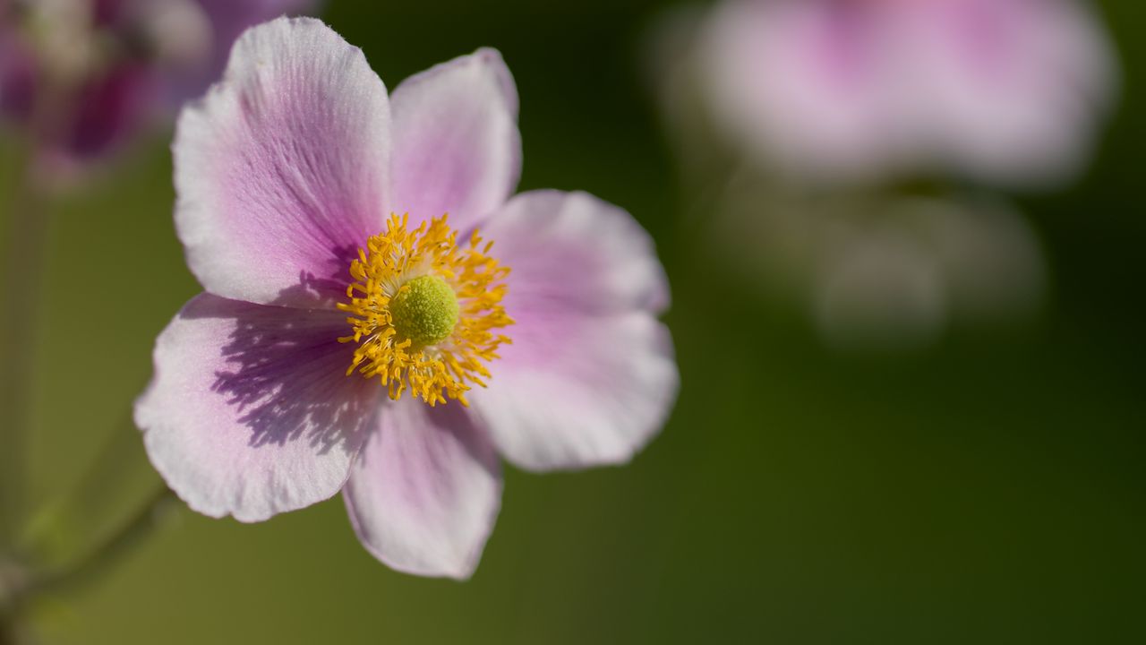 Wallpaper anemone, petals, flower, macro, spring, pollen