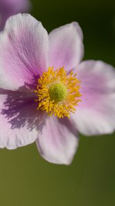 Preview wallpaper anemone, petals, flower, macro, spring, pollen