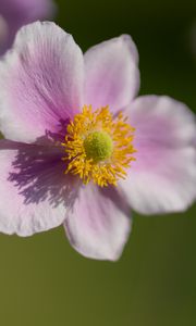 Preview wallpaper anemone, petals, flower, macro, spring, pollen