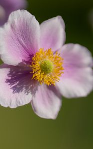 Preview wallpaper anemone, petals, flower, macro, spring, pollen