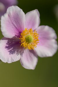 Preview wallpaper anemone, petals, flower, macro, spring, pollen