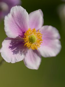 Preview wallpaper anemone, petals, flower, macro, spring, pollen