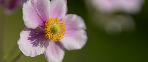 Preview wallpaper anemone, petals, flower, macro, spring, pollen