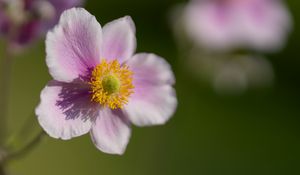 Preview wallpaper anemone, petals, flower, macro, spring, pollen