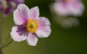 Preview wallpaper anemone, petals, flower, macro, spring, pollen