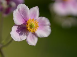 Preview wallpaper anemone, petals, flower, macro, spring, pollen