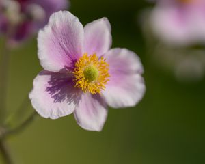 Preview wallpaper anemone, petals, flower, macro, spring, pollen