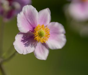 Preview wallpaper anemone, petals, flower, macro, spring, pollen