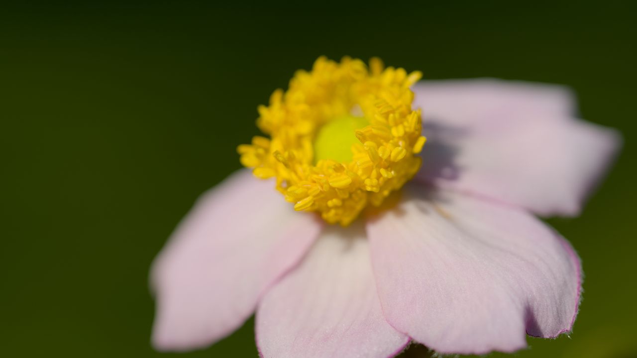Wallpaper anemone, petals, flower, macro, blur, pink