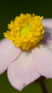 Preview wallpaper anemone, petals, flower, macro, blur, pink