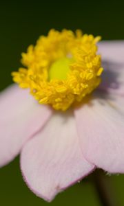 Preview wallpaper anemone, petals, flower, macro, blur, pink