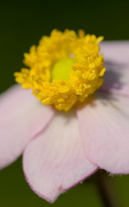 Preview wallpaper anemone, petals, flower, macro, blur, pink