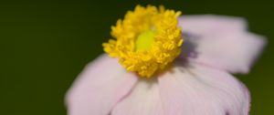 Preview wallpaper anemone, petals, flower, macro, blur, pink