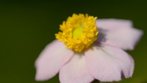 Preview wallpaper anemone, petals, flower, macro, blur, pink