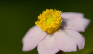 Preview wallpaper anemone, petals, flower, macro, blur, pink