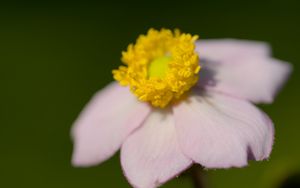 Preview wallpaper anemone, petals, flower, macro, blur, pink