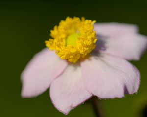 Preview wallpaper anemone, petals, flower, macro, blur, pink