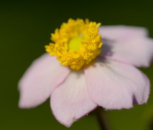 Preview wallpaper anemone, petals, flower, macro, blur, pink