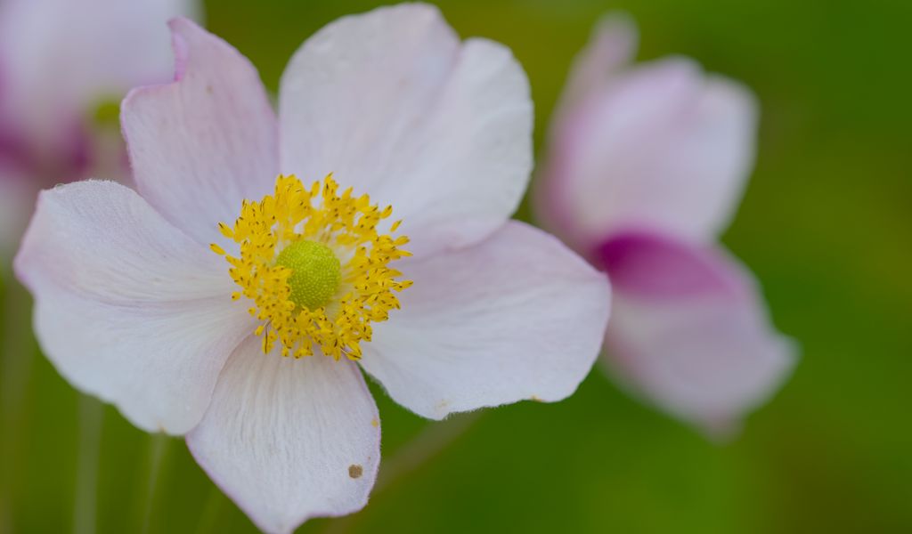 1024x600 Wallpaper anemone, petals, flower, macro, pollen, spring