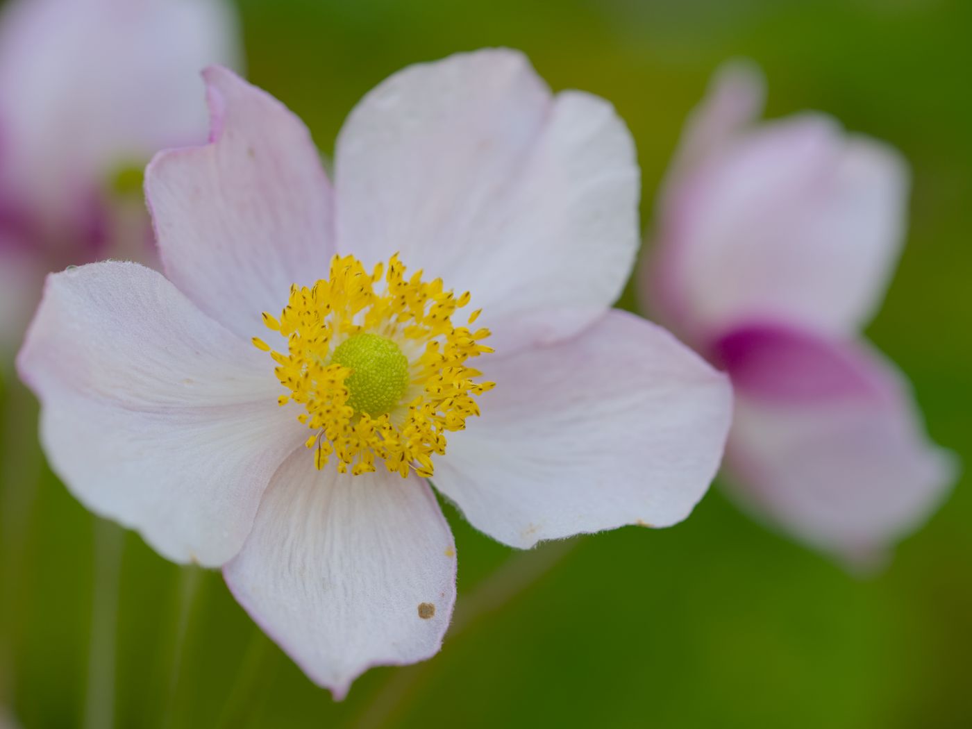 1400x1050 Wallpaper anemone, petals, flower, macro, pollen, spring