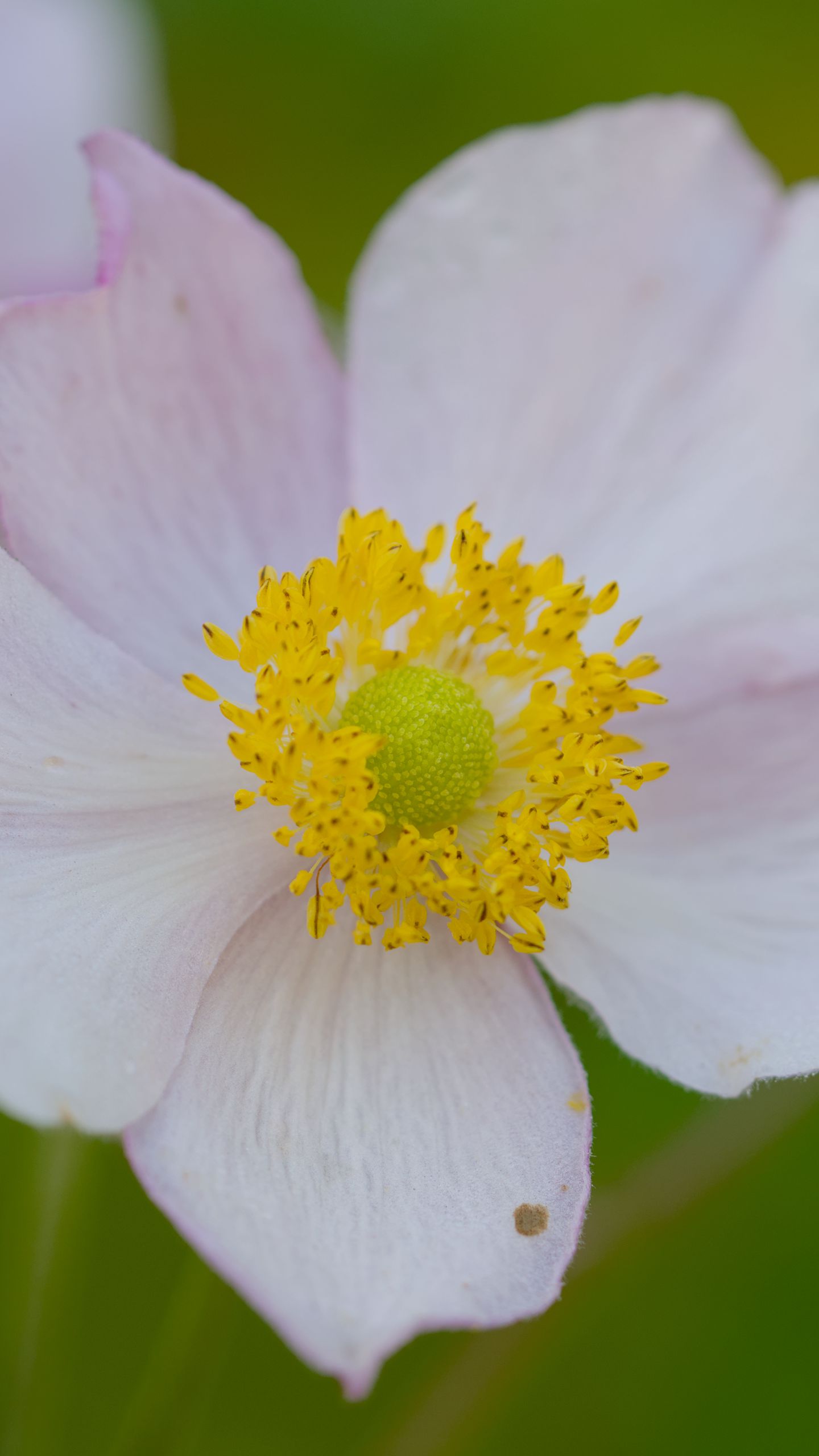 1440x2560 Wallpaper anemone, petals, flower, macro, pollen, spring